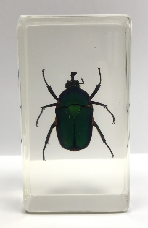 Cétoine verte - Hanneton des roses - Insecte sous verre