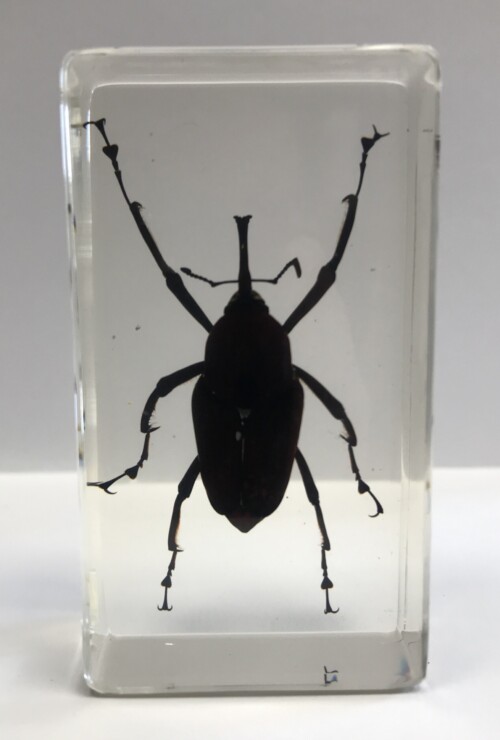 Charançon du bambou - Insecte sous verre