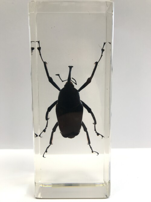 Charançon géant du bambou - Insecte sous verre