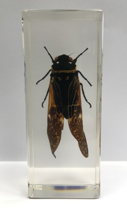 Cigale - Insecte sous verre
