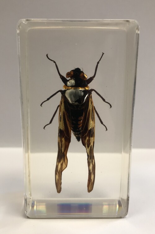 Cigale à points - Insecte sous verre