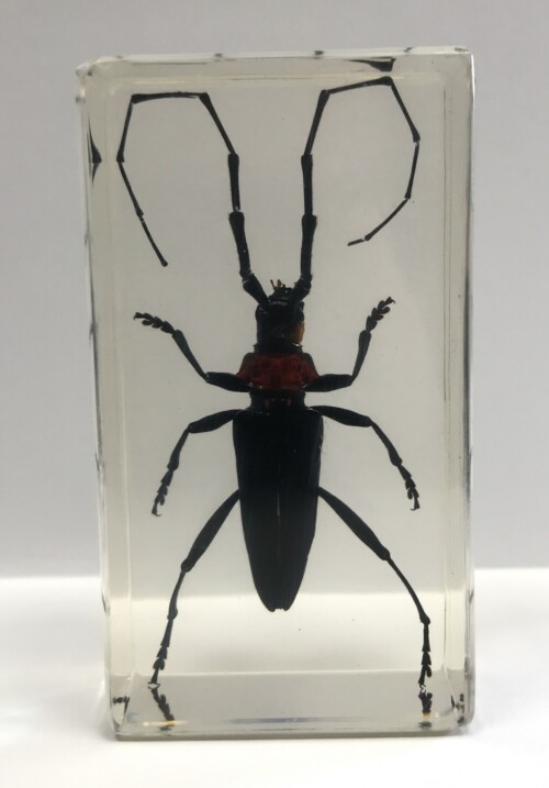 Longicorne à col rouge - Insecte sous verre