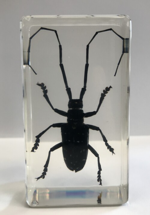 Longicorne tacheté - Insecte sous verre
