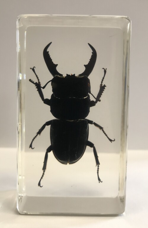 Lucane - insecte sous verre