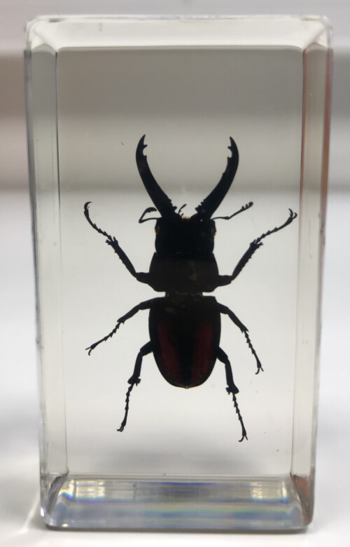 Lucane de montagne - Insecte sous verre