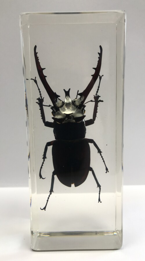 Lucane de montagne géant - Insecte sous verre