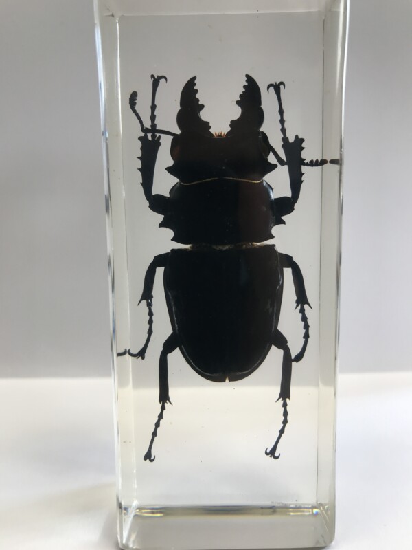 Lucane géant - Insecte sous verre