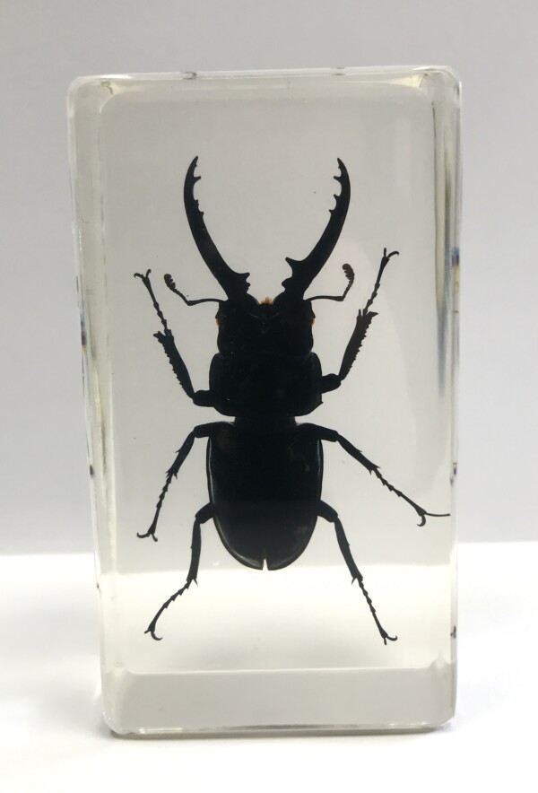 Lucane sombre - Insecte sous verre