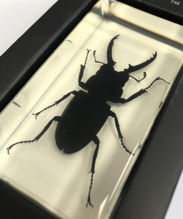 Lucane sombre - Insecte sous verre