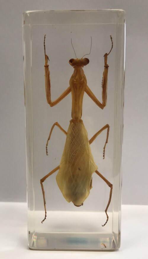 Mante religieuse - Insecte sous verre