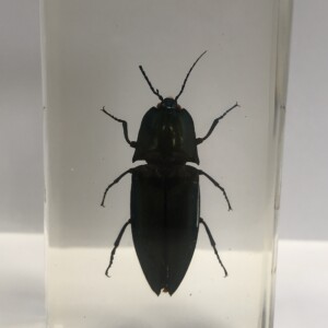 Scarabée Buprestidé - Insecte sous verre
