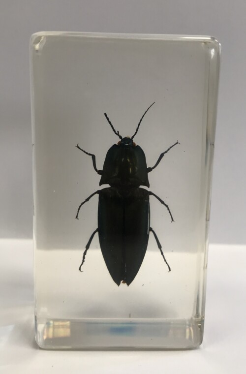 Scarabée Buprestidé - Insecte sous verre