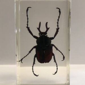 Scarabée Capricorne - Insecte sous verre