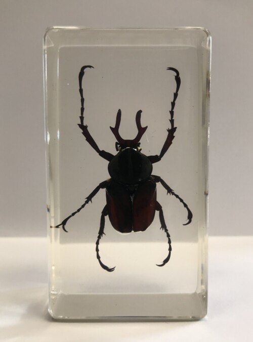 Scarabée Capricorne - Insecte sous verre