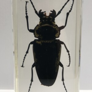 Scarabée Trictenotoma - Insecte sous verre