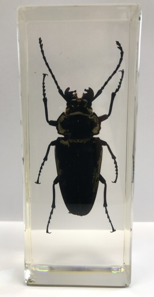 Scarabée Trictenotoma - Insecte sous verre