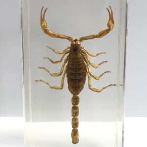 Scorpion - Antropode sous verre