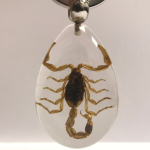Scorpion - Insecte sous verre