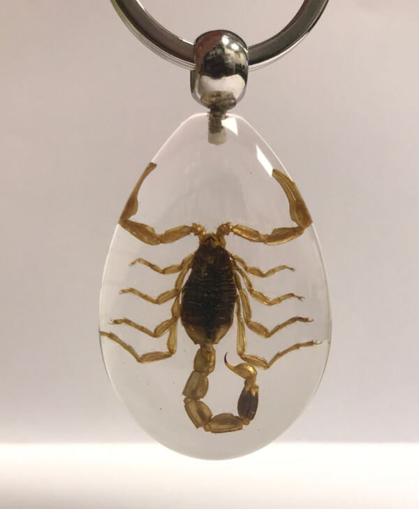 Scorpion - Insecte sous verre