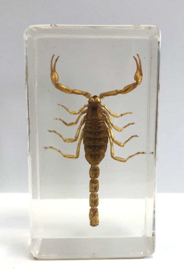 Scorpion - Antropode sous verre